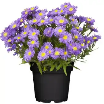 toom Baumarkt Toom Herbstaster-Mix Angebot