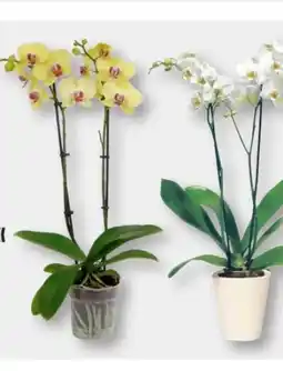 B1 Discount Baumarkt Orchideen Phalaenopsis Angebot