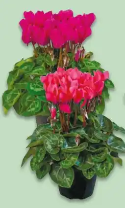 NETTO Alpenveilchen Cyclamen Angebot