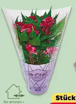 NETTO Celosia Twisted Angebot