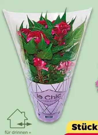 NETTO Celosia Twisted Angebot