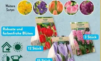Aldi Süd Gardenline Premium-Blumenzwiebeln Angebot