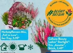 Aldi Süd Gardenline Herbstpflanzen Angebot