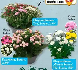 Aldi Süd Gardenline Herbstträume Angebot
