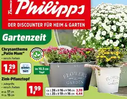 Thomas Philipps Chrysantheme patio mum Angebot