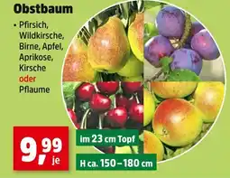 Thomas Philipps Pfirsich obstbaum Angebot
