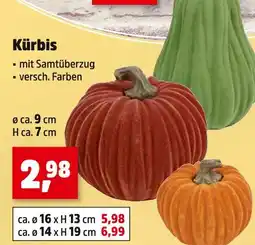Thomas Philipps Kürbis Angebot