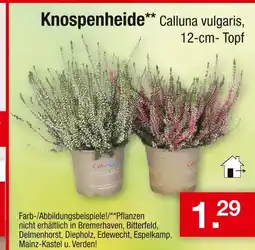 Zimmermann Knospenheide Angebot