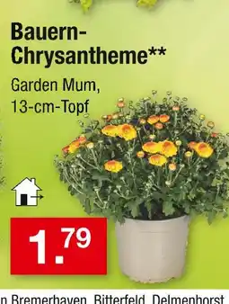 Zimmermann Bauern-chrysantheme Angebot