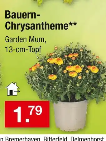 Zimmermann Bauern-chrysantheme Angebot
