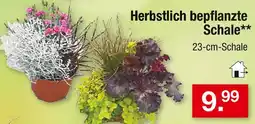 Zimmermann Herbstlich bepflanzte schale Angebot