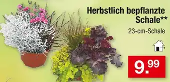 Zimmermann Herbstlich bepflanzte schale Angebot