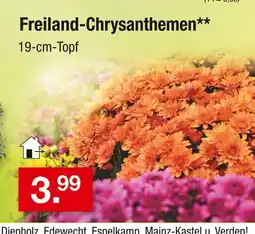 Zimmermann Freiland-chrysanthemen Angebot