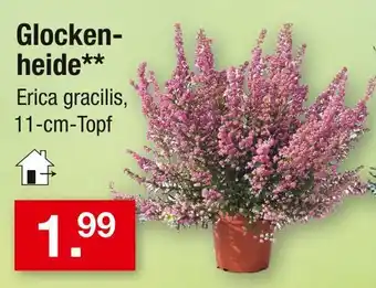 Zimmermann Glockenheide Angebot