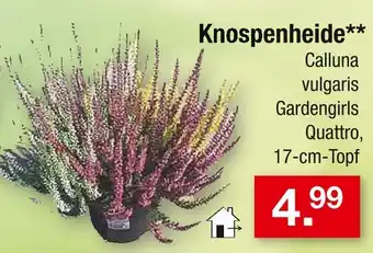 Zimmermann Knospenheide Angebot
