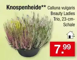 Zimmermann Knospenheide calluna vulgaris beauty ladies trio Angebot