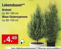 Zimmermann Lebensbaum brabant Angebot