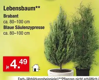 Zimmermann Lebensbaum brabant Angebot