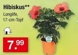 Zimmermann Hibiskus longlife Angebot