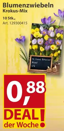 Sonderpreis Baumarkt Blumenzwiebeln Krokus-Mix Angebot