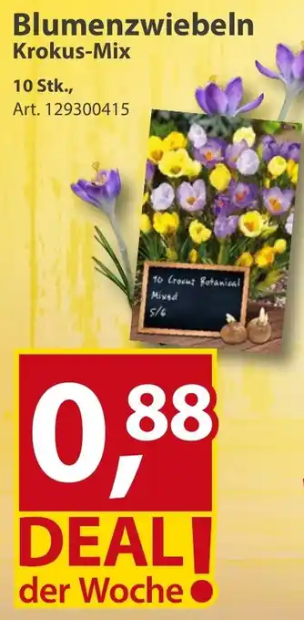 Sonderpreis Baumarkt Blumenzwiebeln Krokus-Mix Angebot