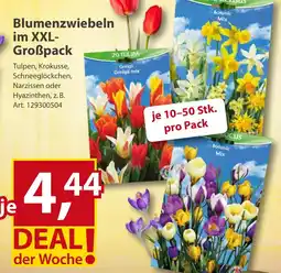 Sonderpreis Baumarkt Blumenzwiebeln im XXL Großpack Angebot
