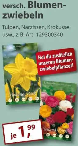 Sonderpreis Baumarkt versch. Blumenzwiebeln Angebot