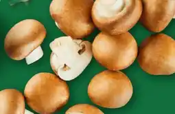 Aldi Nord Kulturchampignons Angebot