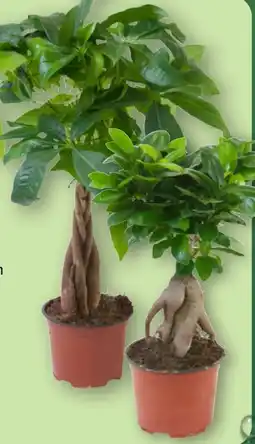 Aldi Nord Gardenline Ficus Ginseng Angebot