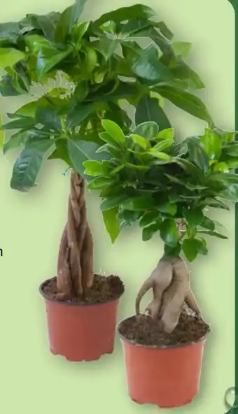 Aldi Nord Gardenline Ficus Ginseng Angebot