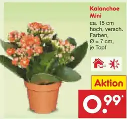 Netto Marken-Discount Mini-Kalanchoe Angebot