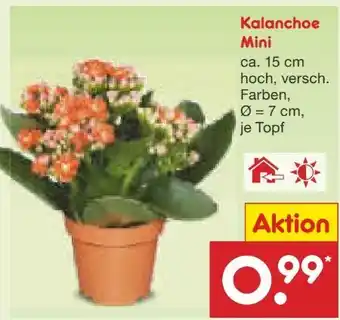 Netto Marken-Discount Mini-Kalanchoe Angebot
