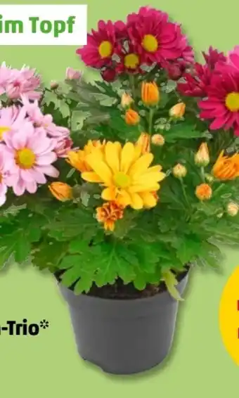 PENNY Chrysanthemen Trio Angebot