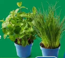 Lidl Bio Topfkräuter Angebot