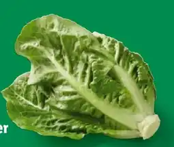 Lidl Bio Mini Romana Angebot