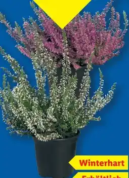 Lidl Heidekraut Calluna Vulgaris Angebot