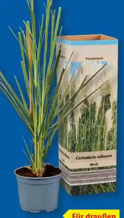 Lidl Pampasgras Cortaderia Angebot