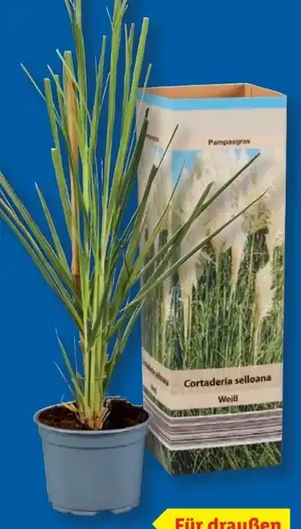 Lidl Pampasgras Cortaderia Angebot