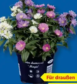 Lidl Astern Trio Angebot