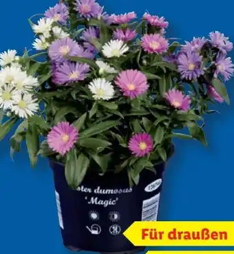 Lidl Astern Trio Angebot