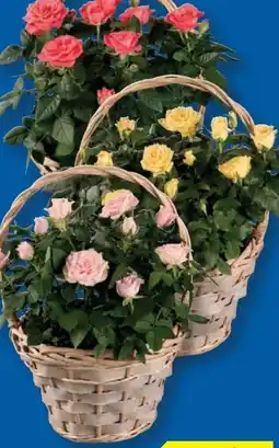Lidl Rose im Henkelkorb Angebot