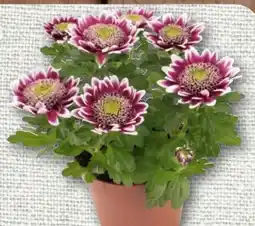 nahkauf Chrysantheme Elegant Angebot