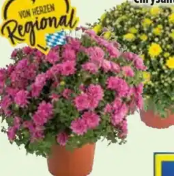 Edeka Chrysanthemenbusch Angebot