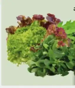 Edeka Xpress Edeka Bio Rucola Angebot