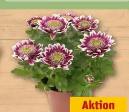 REWE Center Chrysantheme Elegant Angebot