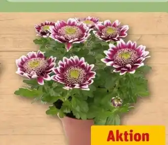 REWE Center Chrysantheme Elegant Angebot