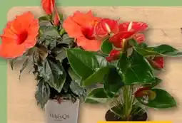 REWE Center Hibiskus Angebot