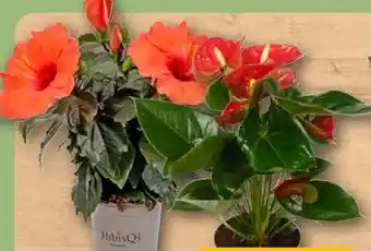 REWE Center Hibiskus Angebot