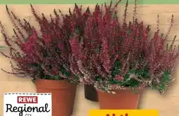 REWE Center Rewe Regional Knospenheide Calluna Garden Girls Angebot