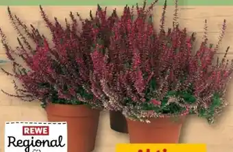 REWE Center Rewe Regional Knospenheide Calluna Garden Girls Angebot